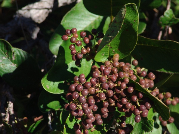 they look like coffee beans!