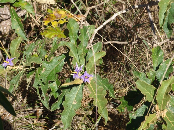 my favorite bushplant: the Wolf apple, Solanum lycocarpum