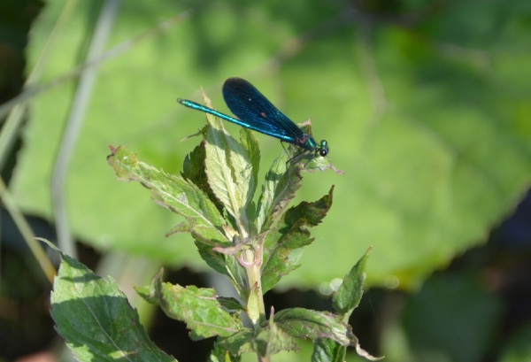 blue damselfly