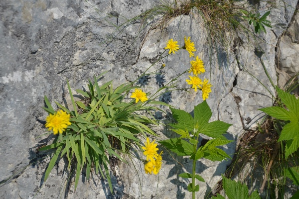 rock daisies