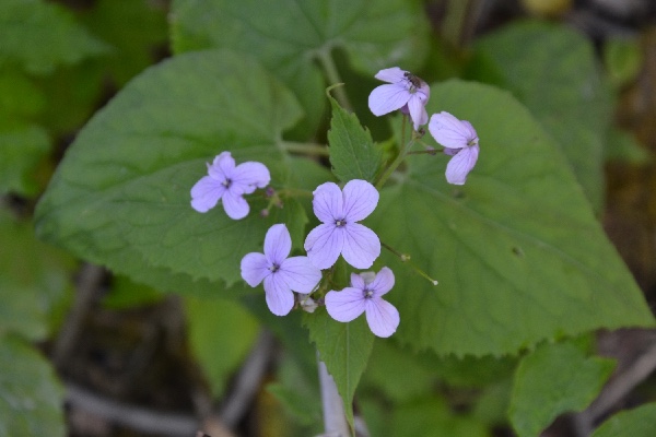 little lilacs