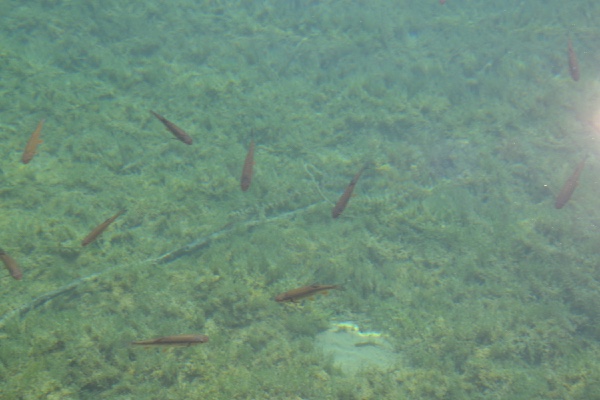fish