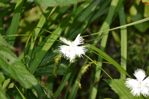 fringy white