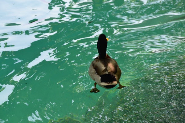 hovering duck