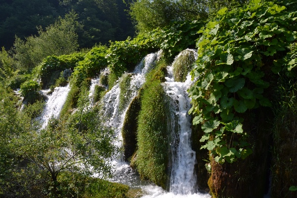 falls packed in vegetation