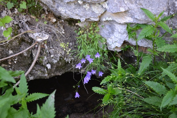 bellflowers