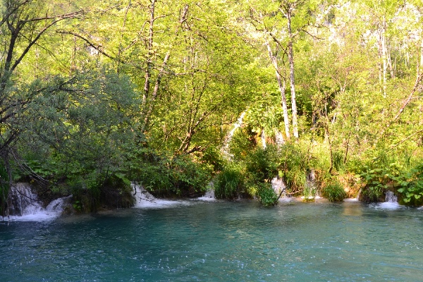 water coming out of the woods