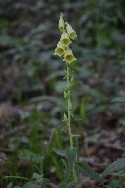 Straw foxglove