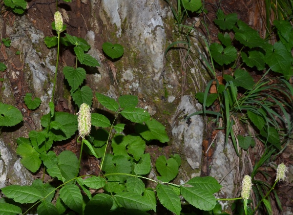 tamponia verdens