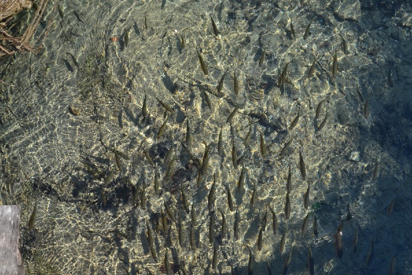 school of fish