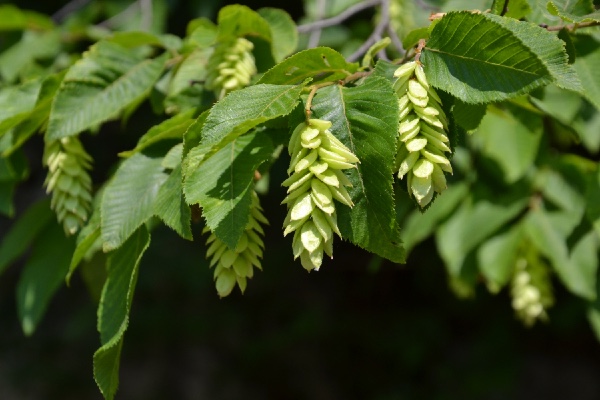 hop-hornbeam