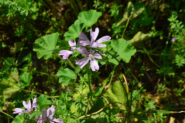 High mallow