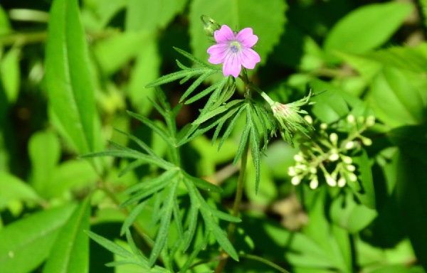 cranesbill