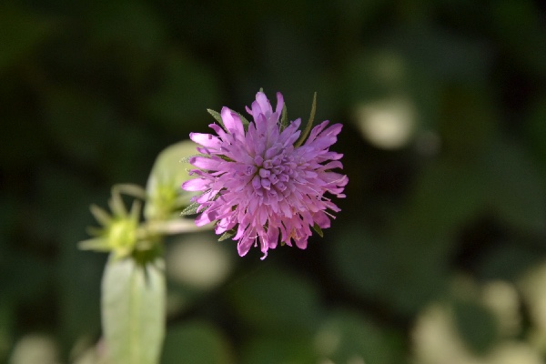 widow flower