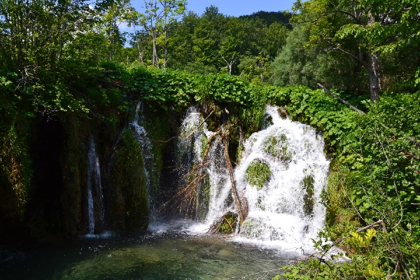 water sprouting from the vegetation