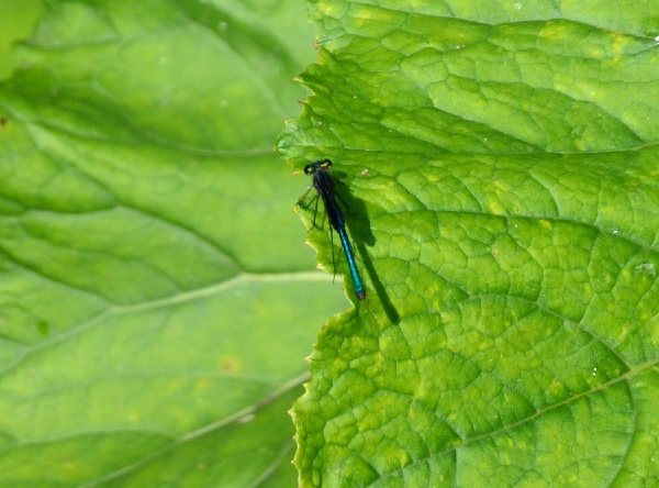 blue damselfly