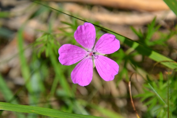 Wood cranesbill