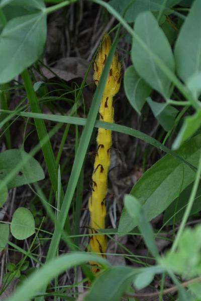 broomrape