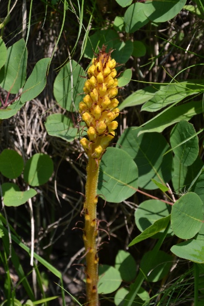 broomrape