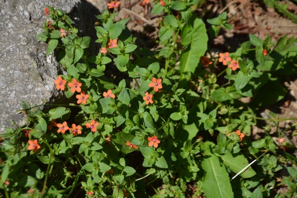 Scarlet pimpernel