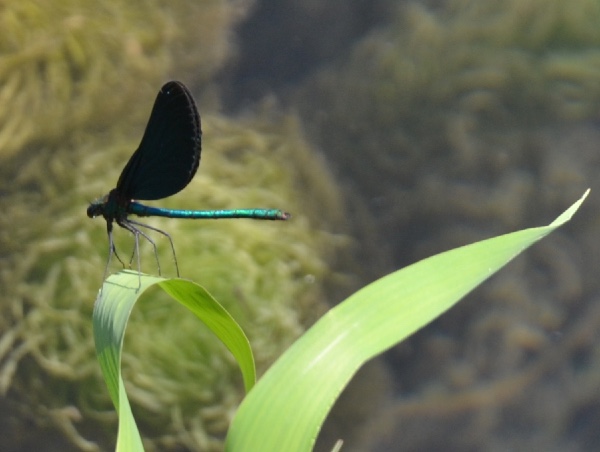 neon bluegreen damselfly