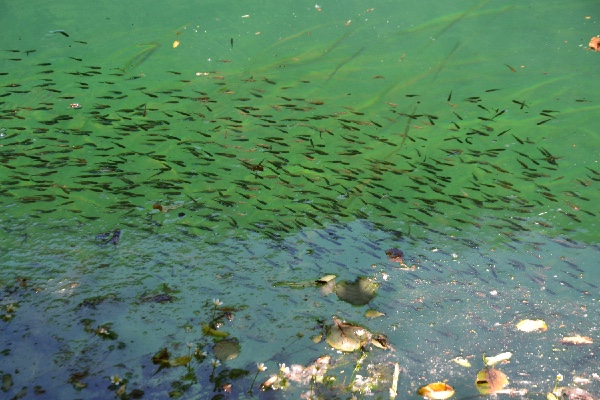 school of fish in the Una