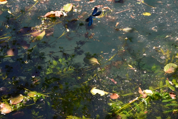 neon blue damselfly