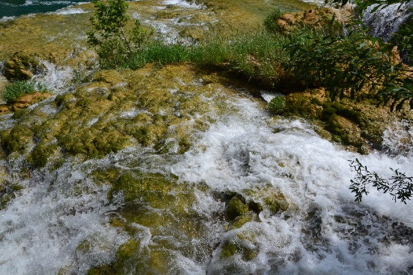 the vegetation is hungry for travertine