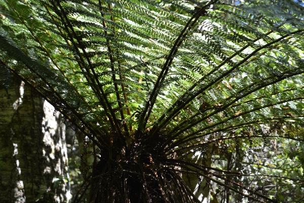 parasol of a fern tree