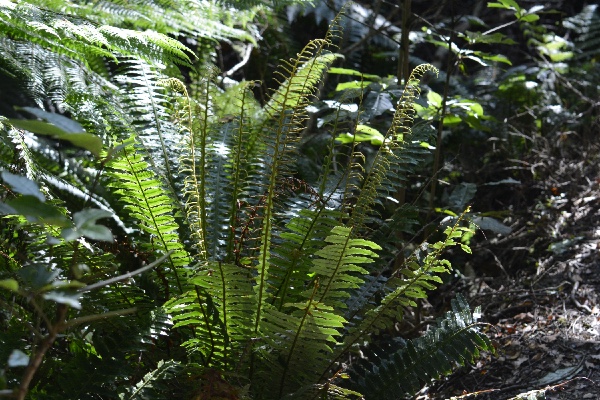 young leaves