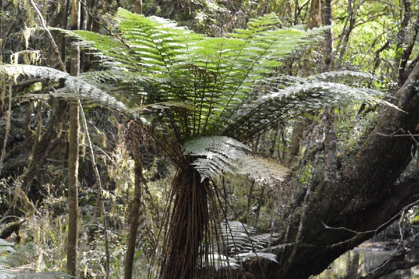 a fern tree with new and old leaves