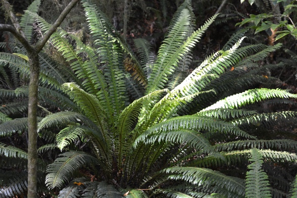 fern plant in the forest