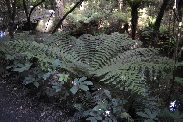more ferns at the riverside