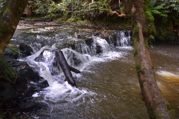 a foretaste of Pūrākaunui