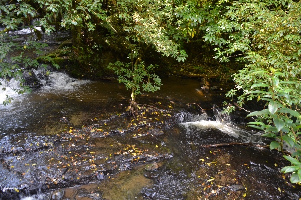 the river under the trees