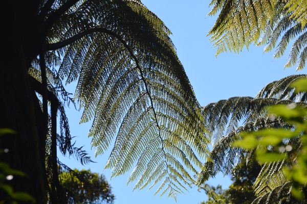 big fern leaves