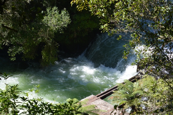 Okere Falls in the forest