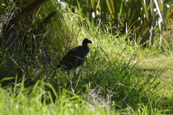 this is not a Takahē