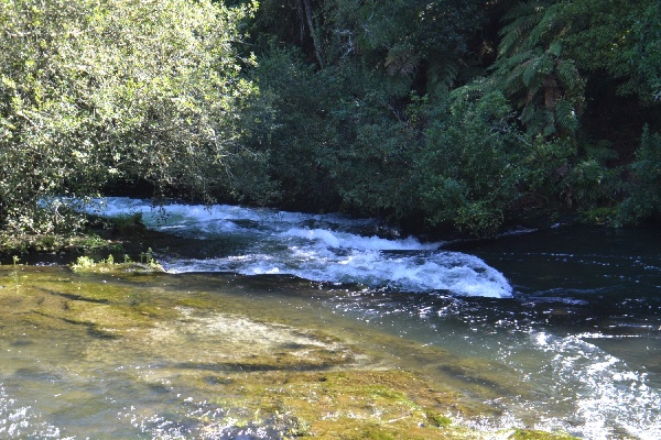 rapids on the Kaituna