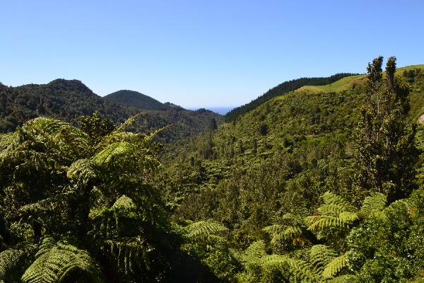 fern forest on the sloping hills