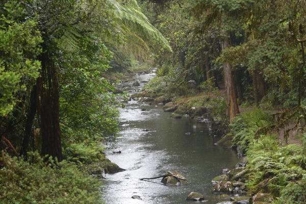 the Hatea River hurries on