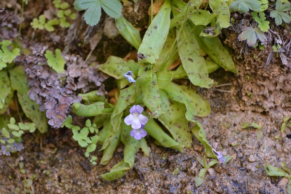 a carnivorous plant, typical for this kind of place: Pinguicola or Butterwort