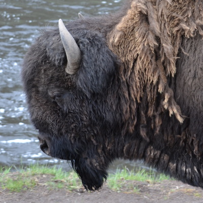 bison