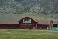 cattle farm