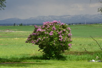 beautiful shrub