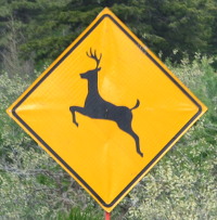 oh deer, we're here