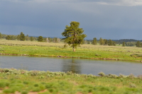 tree along a river