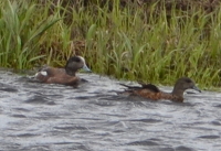 duck couple on Madison River