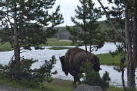 our first bison