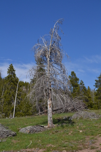 dead tree